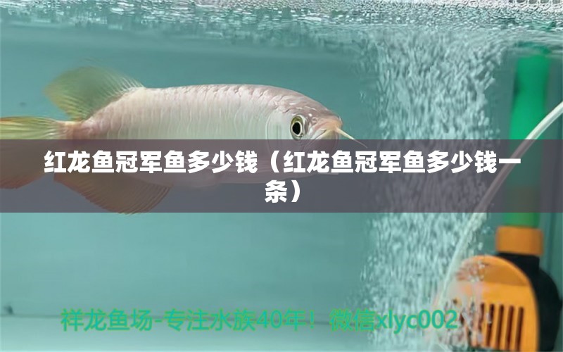 紅龍魚冠軍魚多少錢（紅龍魚冠軍魚多少錢一條）