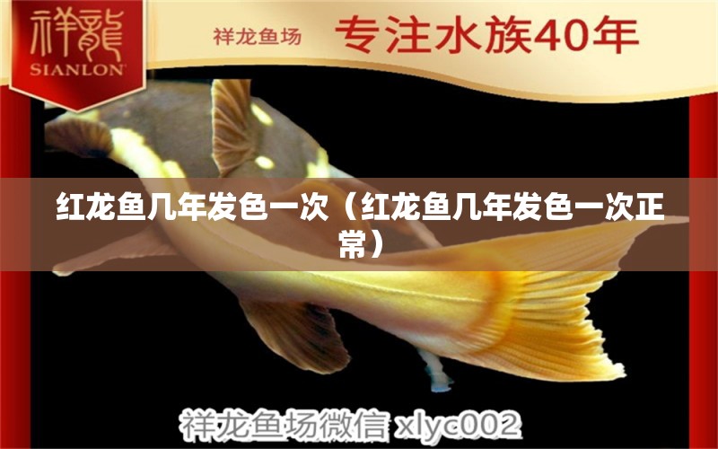 紅龍魚(yú)幾年發(fā)色一次（紅龍魚(yú)幾年發(fā)色一次正常） 印尼紅龍魚(yú)