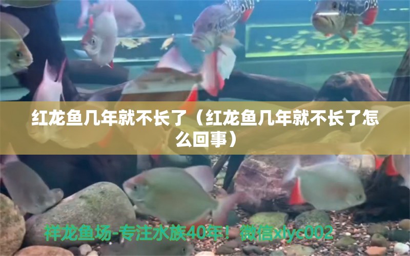 紅龍魚幾年就不長了（紅龍魚幾年就不長了怎么回事） 祥龍水族醫(yī)院