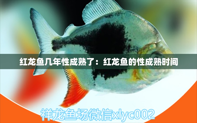 紅龍魚幾年性成熟了：紅龍魚的性成熟時間