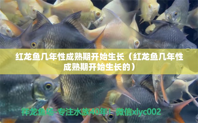 紅龍魚(yú)幾年性成熟期開(kāi)始生長(zhǎng)（紅龍魚(yú)幾年性成熟期開(kāi)始生長(zhǎng)的）