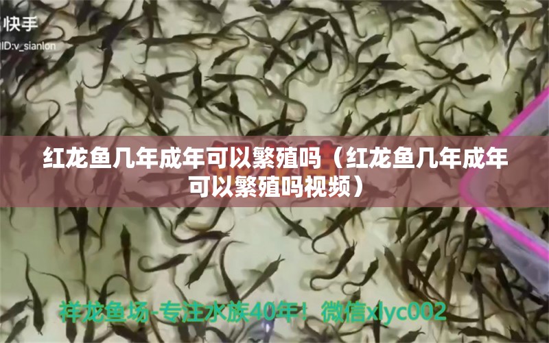 紅龍魚幾年成年可以繁殖嗎（紅龍魚幾年成年可以繁殖嗎視頻）