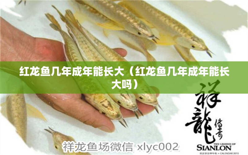 紅龍魚幾年成年能長大（紅龍魚幾年成年能長大嗎） 印尼紅龍魚