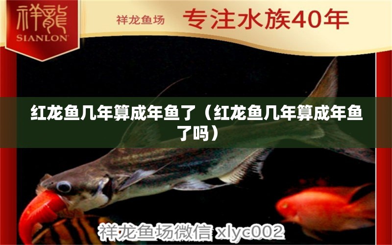 紅龍魚幾年算成年魚了（紅龍魚幾年算成年魚了嗎）