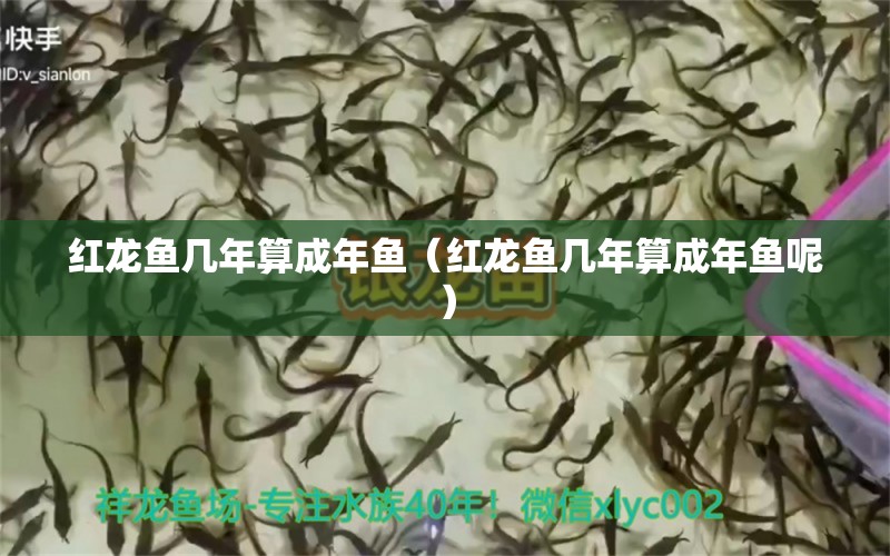 紅龍魚幾年算成年魚（紅龍魚幾年算成年魚呢）