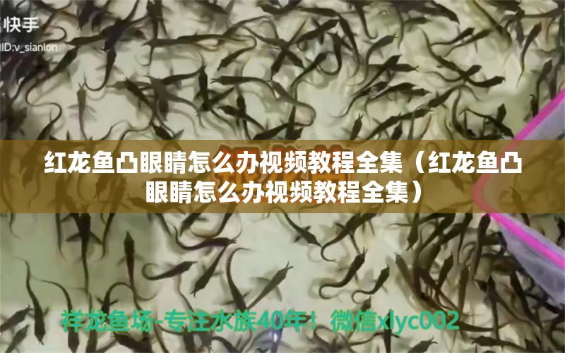 紅龍魚凸眼睛怎么辦視頻教程全集（紅龍魚凸眼睛怎么辦視頻教程全集）