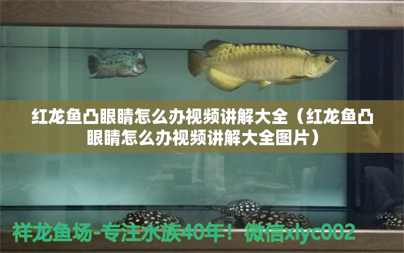 紅龍魚凸眼睛怎么辦視頻講解大全（紅龍魚凸眼睛怎么辦視頻講解大全圖片）