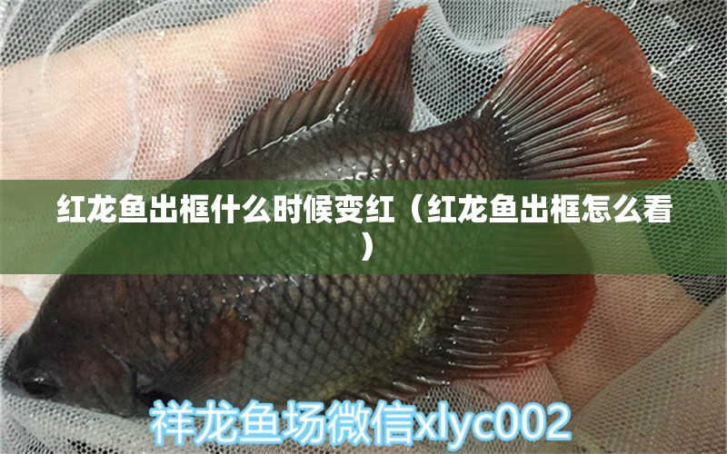 紅龍魚出框什么時候變紅（紅龍魚出框怎么看） 龍魚百科