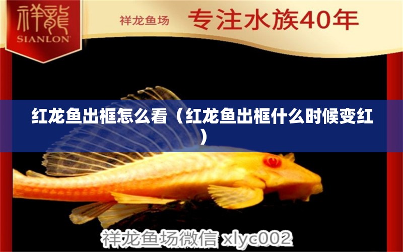 紅龍魚出框怎么看（紅龍魚出框什么時(shí)候變紅）