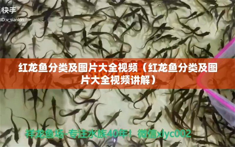 紅龍魚分類及圖片大全視頻（紅龍魚分類及圖片大全視頻講解） 祥龍水族醫(yī)院