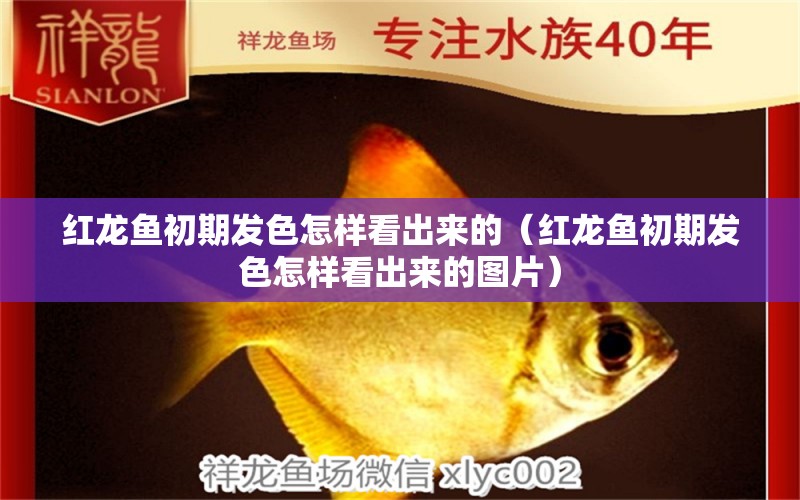 紅龍魚(yú)初期發(fā)色怎樣看出來(lái)的（紅龍魚(yú)初期發(fā)色怎樣看出來(lái)的圖片）