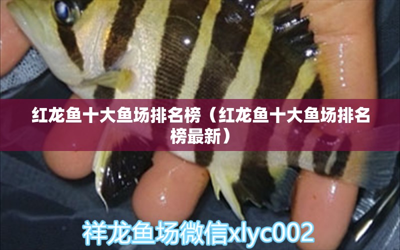 紅龍魚十大魚場排名榜（紅龍魚十大魚場排名榜最新） 龍魚百科