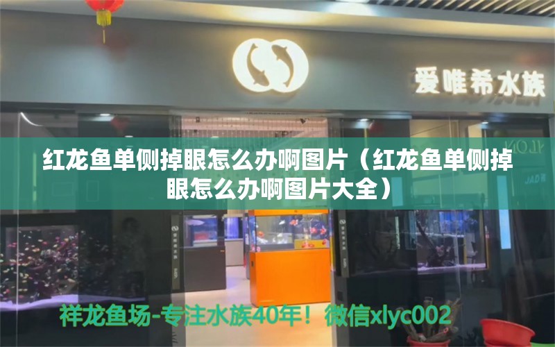 紅龍魚單側(cè)掉眼怎么辦啊圖片（紅龍魚單側(cè)掉眼怎么辦啊圖片大全）