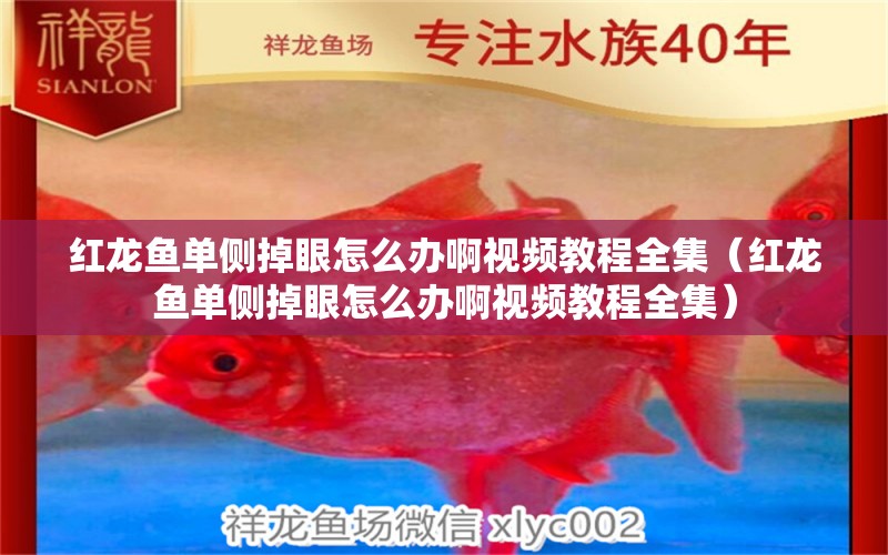 紅龍魚單側(cè)掉眼怎么辦啊視頻教程全集（紅龍魚單側(cè)掉眼怎么辦啊視頻教程全集）