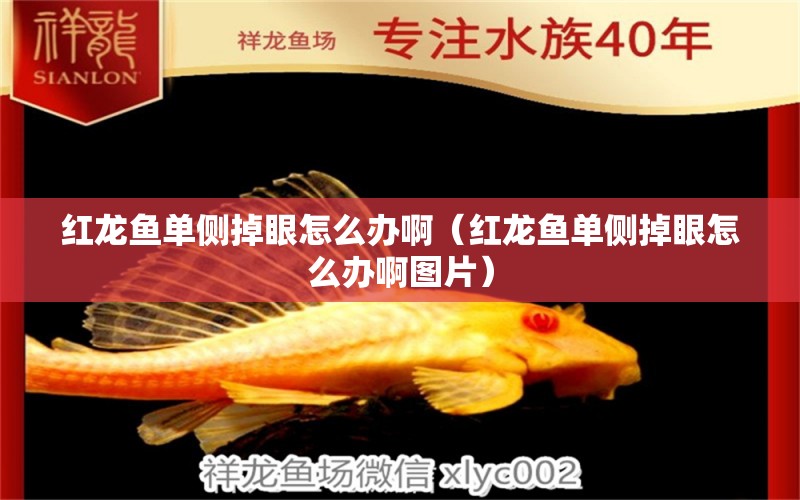 紅龍魚單側(cè)掉眼怎么辦?。t龍魚單側(cè)掉眼怎么辦啊圖片）