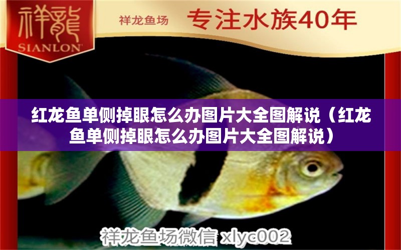 紅龍魚單側(cè)掉眼怎么辦圖片大全圖解說(shuō)（紅龍魚單側(cè)掉眼怎么辦圖片大全圖解說(shuō)）