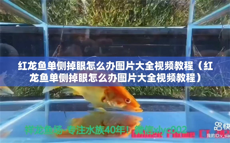 紅龍魚(yú)單側(cè)掉眼怎么辦圖片大全視頻教程（紅龍魚(yú)單側(cè)掉眼怎么辦圖片大全視頻教程） 龍魚(yú)百科