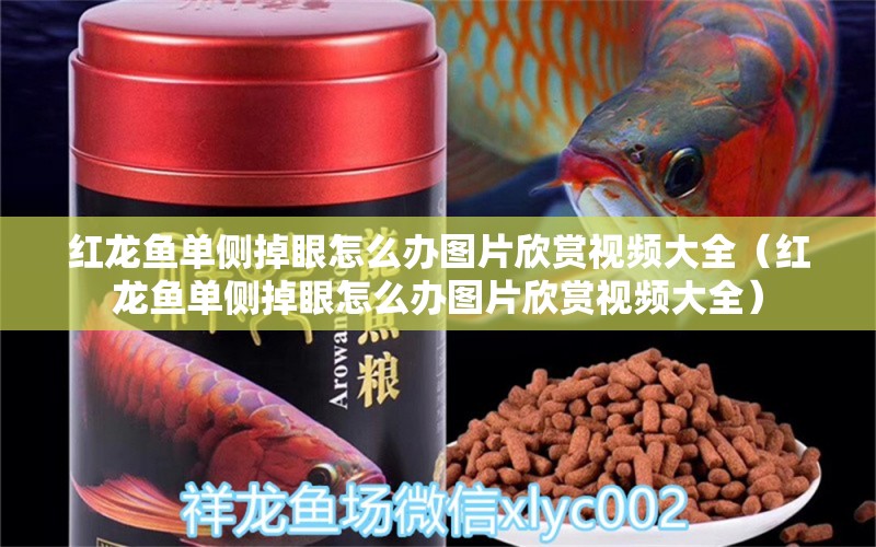 紅龍魚單側(cè)掉眼怎么辦圖片欣賞視頻大全（紅龍魚單側(cè)掉眼怎么辦圖片欣賞視頻大全）