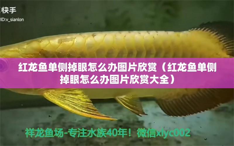 紅龍魚單側(cè)掉眼怎么辦圖片欣賞（紅龍魚單側(cè)掉眼怎么辦圖片欣賞大全） 印尼紅龍魚