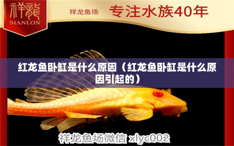 紅龍魚(yú)臥缸是什么原因（紅龍魚(yú)臥缸是什么原因引起的）