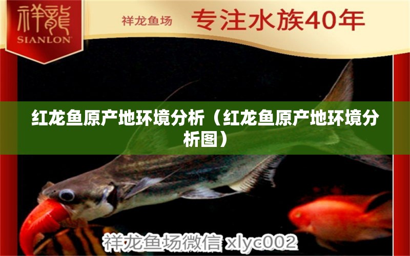 紅龍魚原產(chǎn)地環(huán)境分析（紅龍魚原產(chǎn)地環(huán)境分析圖）