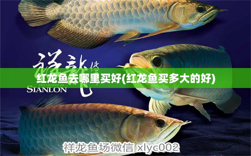 紅龍魚去哪里買好(紅龍魚買多大的好) 刀魚魚