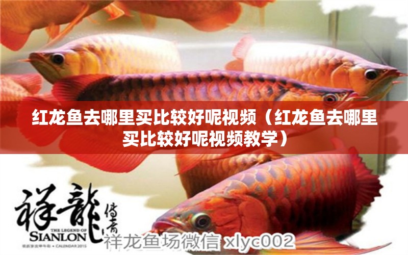 紅龍魚(yú)去哪里買(mǎi)比較好呢視頻（紅龍魚(yú)去哪里買(mǎi)比較好呢視頻教學(xué)） 紅勾銀版魚(yú)