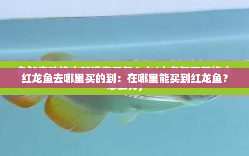 紅龍魚(yú)去哪里買(mǎi)的到：在哪里能買(mǎi)到紅龍魚(yú)？ 水族問(wèn)答