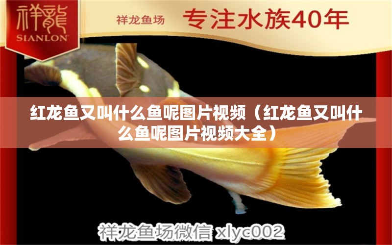 紅龍魚又叫什么魚呢圖片視頻（紅龍魚又叫什么魚呢圖片視頻大全） 龍魚百科