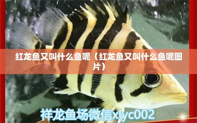 紅龍魚又叫什么魚呢（紅龍魚又叫什么魚呢圖片） 龍魚百科