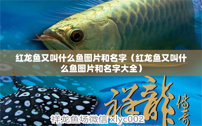 紅龍魚又叫什么魚圖片和名字（紅龍魚又叫什么魚圖片和名字大全）