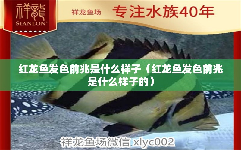 紅龍魚(yú)發(fā)色前兆是什么樣子（紅龍魚(yú)發(fā)色前兆是什么樣子的） 紅龍魚(yú)魚(yú)糧飼料