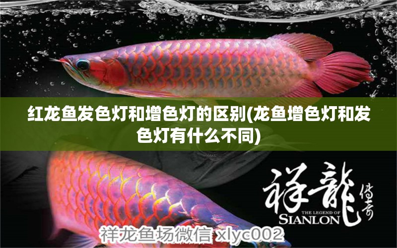 紅龍魚發(fā)色燈和增色燈的區(qū)別(龍魚增色燈和發(fā)色燈有什么不同) 彩鰈魚缸（彩蝶魚缸）