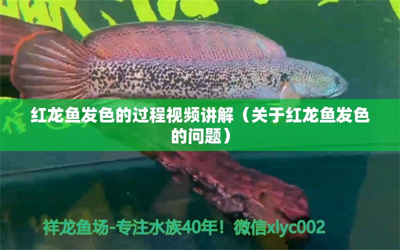 紅龍魚發(fā)色的過程視頻講解（關(guān)于紅龍魚發(fā)色的問題） 水族問答 第2張