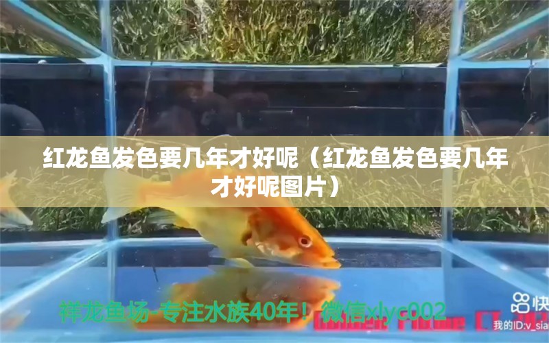 紅龍魚發(fā)色要幾年才好呢（紅龍魚發(fā)色要幾年才好呢圖片） 紅龍魚魚糧飼料