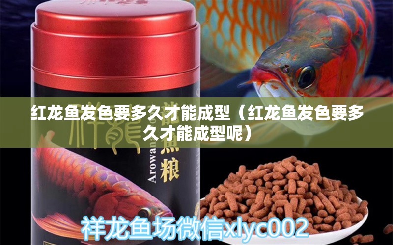 紅龍魚發(fā)色要多久才能成型（紅龍魚發(fā)色要多久才能成型呢）