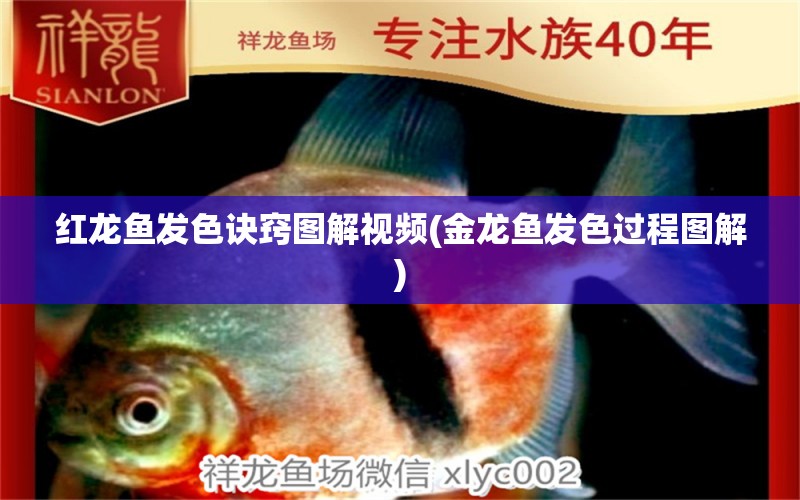 紅龍魚發(fā)色訣竅圖解視頻(金龍魚發(fā)色過程圖解)