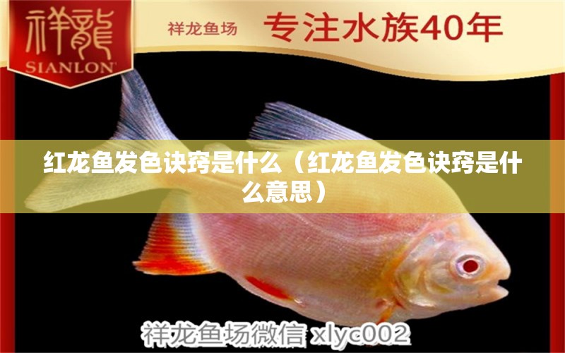 紅龍魚發(fā)色訣竅是什么（紅龍魚發(fā)色訣竅是什么意思） 龍魚百科