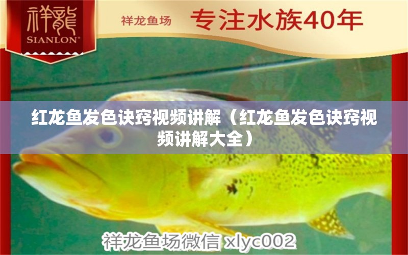 紅龍魚(yú)發(fā)色訣竅視頻講解（紅龍魚(yú)發(fā)色訣竅視頻講解大全）