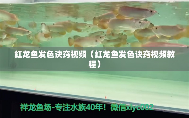 紅龍魚(yú)發(fā)色訣竅視頻（紅龍魚(yú)發(fā)色訣竅視頻教程）