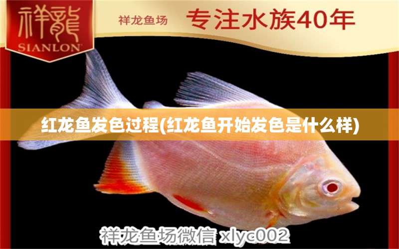 紅龍魚發(fā)色過程(紅龍魚開始發(fā)色是什么樣) 圣菲埃及魚