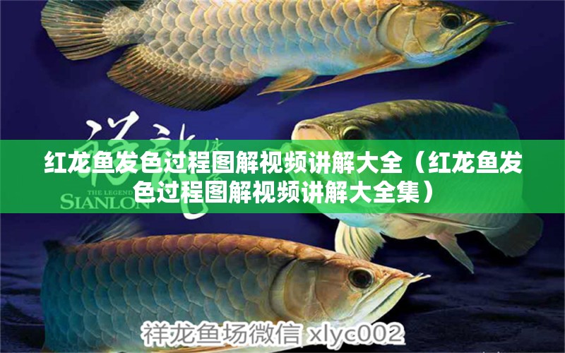 紅龍魚(yú)發(fā)色過(guò)程圖解視頻講解大全（紅龍魚(yú)發(fā)色過(guò)程圖解視頻講解大全集）