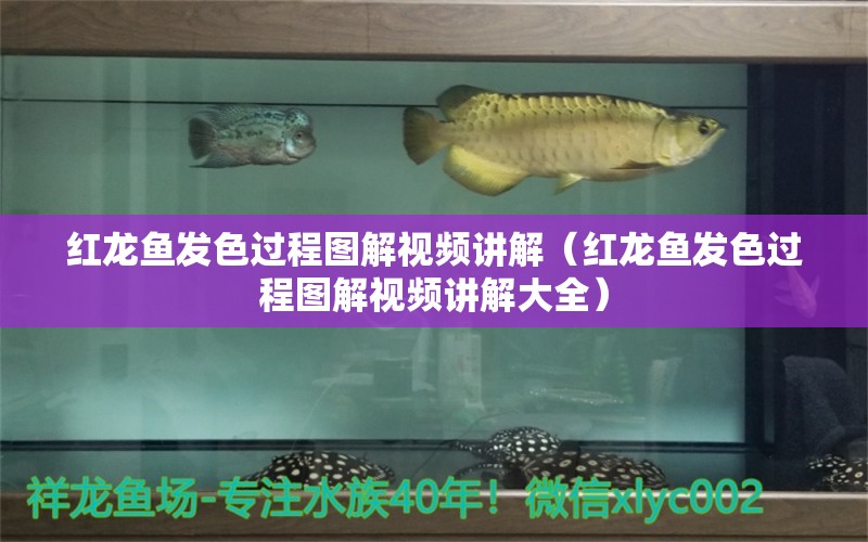 紅龍魚(yú)發(fā)色過(guò)程圖解視頻講解（紅龍魚(yú)發(fā)色過(guò)程圖解視頻講解大全）