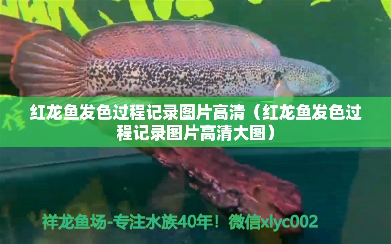 紅龍魚發(fā)色過程記錄圖片高清（紅龍魚發(fā)色過程記錄圖片高清大圖）