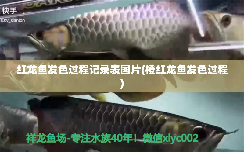 紅龍魚發(fā)色過程記錄表圖片(橙紅龍魚發(fā)色過程) 魚缸定做