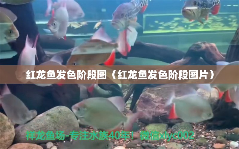 紅龍魚發(fā)色階段圖（紅龍魚發(fā)色階段圖片） 印尼紅龍魚