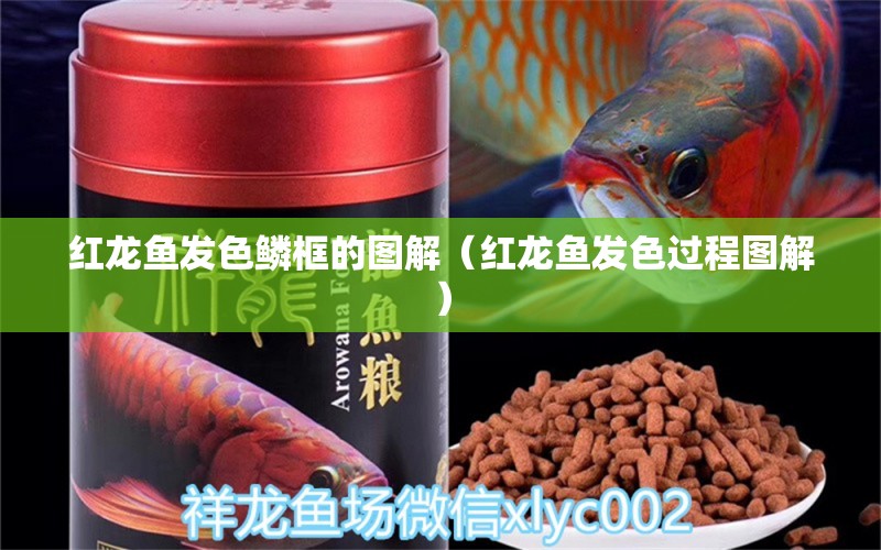 紅龍魚發(fā)色鱗框的圖解（紅龍魚發(fā)色過程圖解）