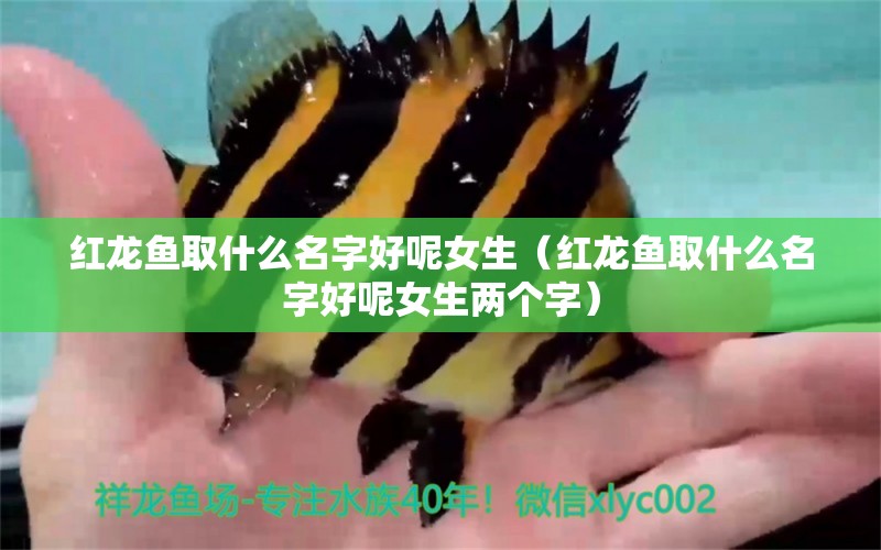 紅龍魚取什么名字好呢女生（紅龍魚取什么名字好呢女生兩個字）