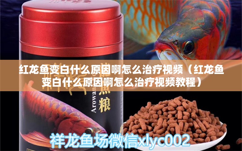 紅龍魚變白什么原因啊怎么治療視頻（紅龍魚變白什么原因啊怎么治療視頻教程）