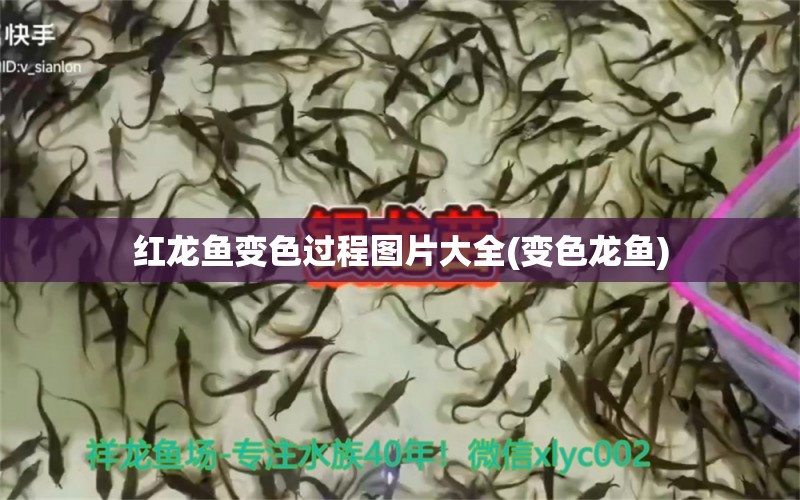 紅龍魚(yú)變色過(guò)程圖片大全(變色龍魚(yú)) 南美異形觀賞魚(yú)